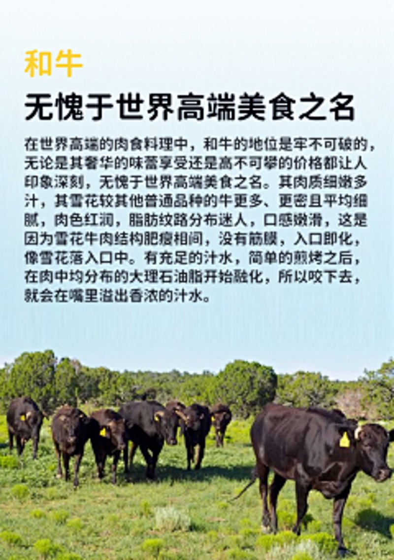 火凤肋眼皇:牛肉界的璀璨明珠